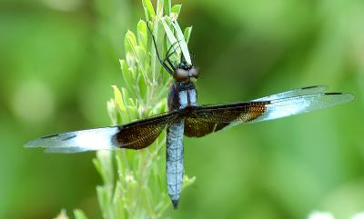 dragonfly0528.jpg