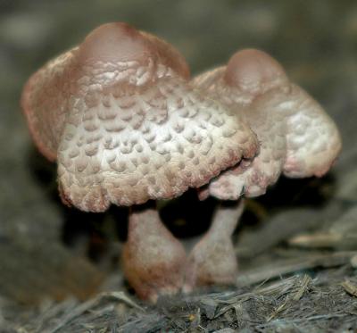mushrooms0038.jpg