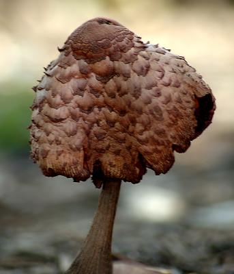 mushroom9413.jpg