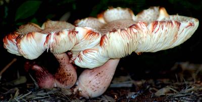 mushrooms9409.jpg
