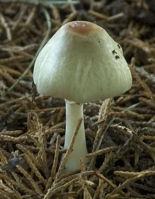mushroom1470.jpg