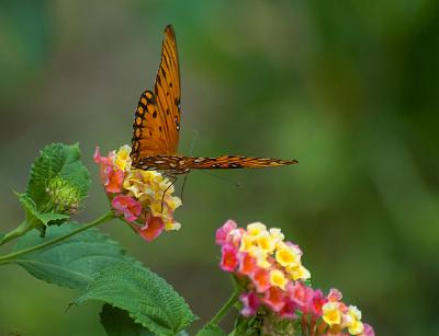 Gulf Fritillary