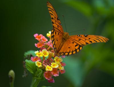 Gulf Fritillary