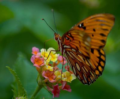 Gulf Fritillary