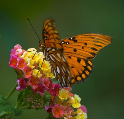 Gulf Fritillary