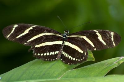 Zebra Heliconian