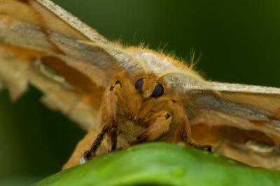 moth4232small.jpg