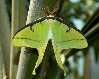 Luna Moth