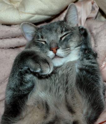 Thomas snoozing on my bed