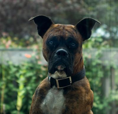 brutus5985.jpg
