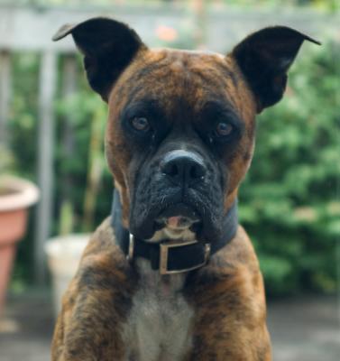 brutus5990.jpg