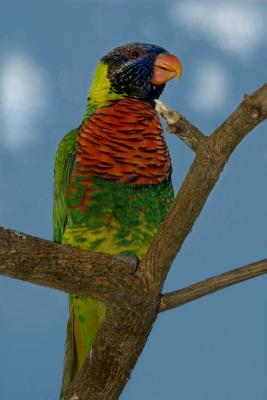 lorikeet6362.jpg