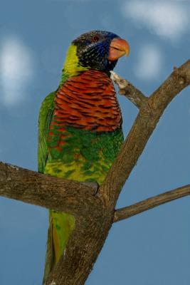 lorikeet6362.jpg