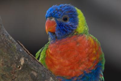 lorikeet6392.jpg