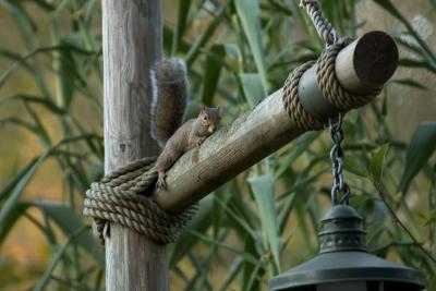 I don't care if I am a squirrel...I REALLY don't like heights!