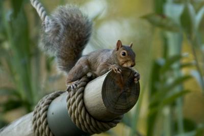 Ok...deep breath. I can do this. I have to get to that tree.