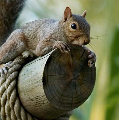 Why did I climb up here?  What a dumb idea! Maybe I'm really a mouse.