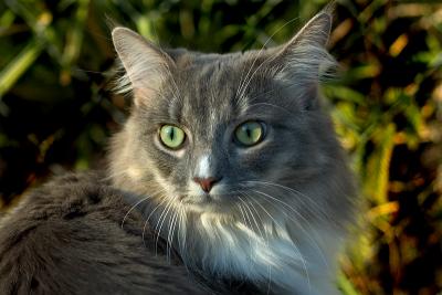 Abby enjoying a brief romp outside