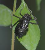 Bug exoskeleton