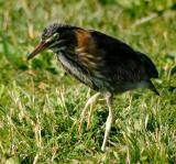 Young Green Heron