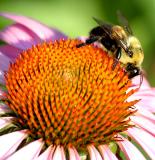 Bee on a flower