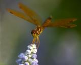 dragonfly4103.jpg