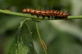 Zebra Heliconian Caterpillars at different ages