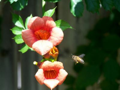 Pollination, almost