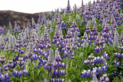 v3/27/554527/3/45041545.WildFlowers.jpg