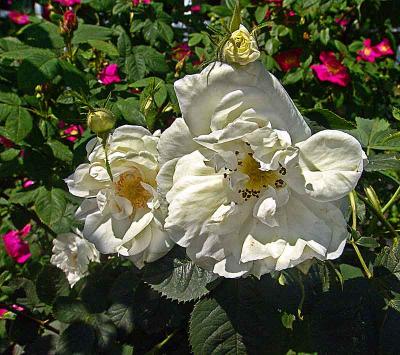 2blossomsDSC04237.jpg