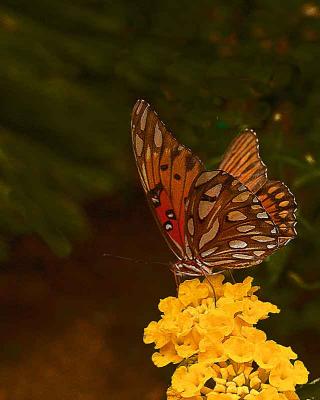 butterflyDSC04385.jpg