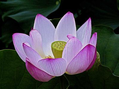 lotusDSC06445.jpg