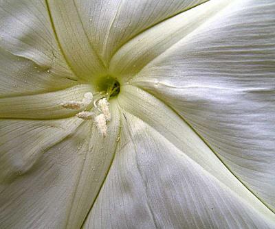 starfishflowerDSC08309.jpg