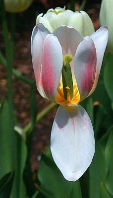 tuliplipDSCN8587.jpg
