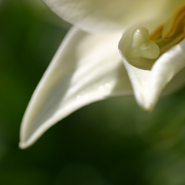 Awakening