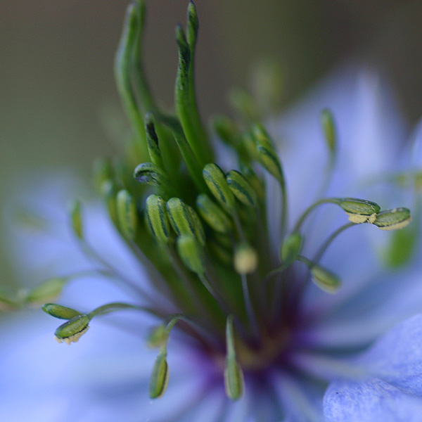 Love in the mist