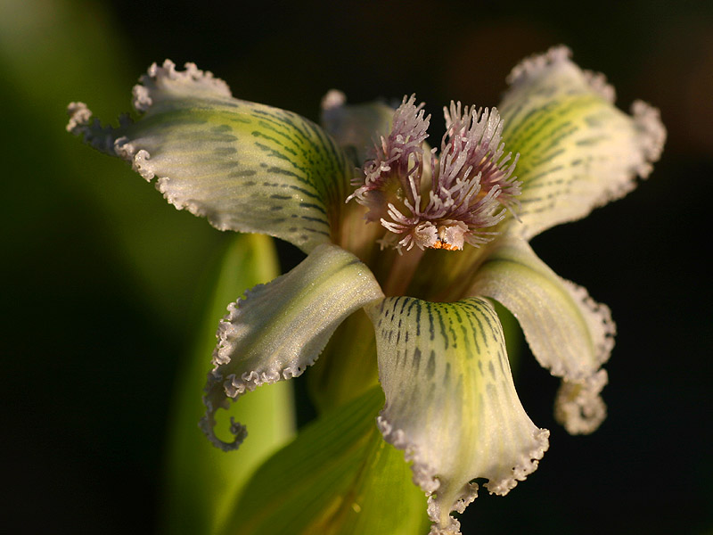 July 12.  Starfish flower