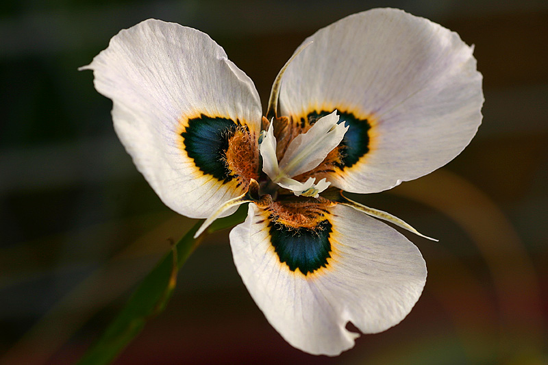 Moraea
