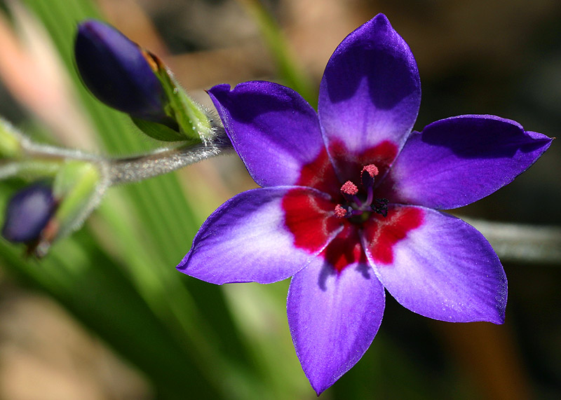 Sept 2. Spring flower
