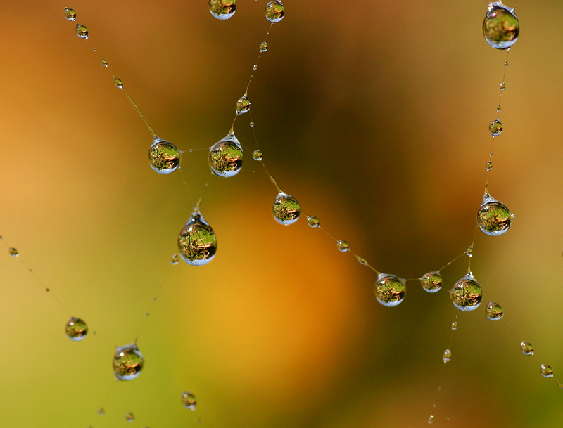 Detail from a spider web