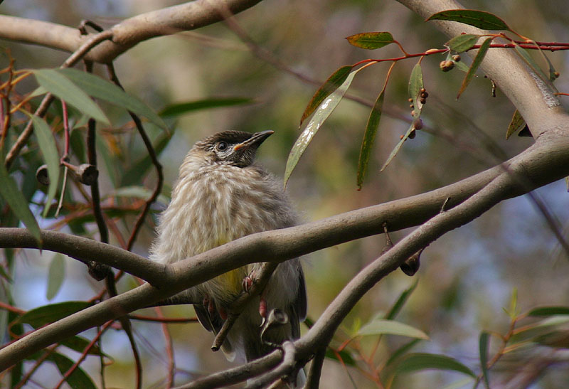 Sept 12. Juvenile Red Wattlebird