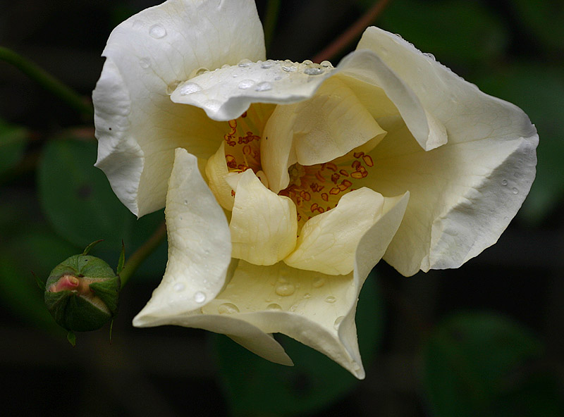 Sept 13. Unfolding