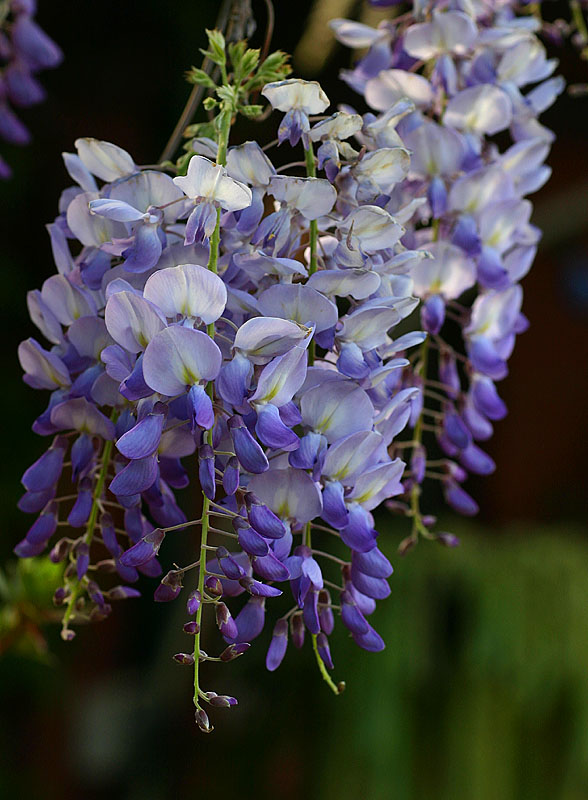 Sept 18. Springtime is Wisteria time.