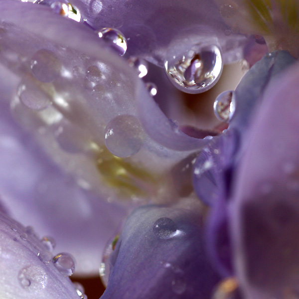 rain in Wisteria