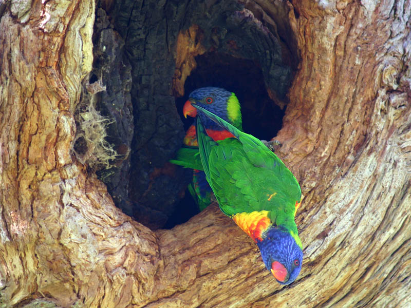 Oct 13. Rainbow Lorrikeets nesting