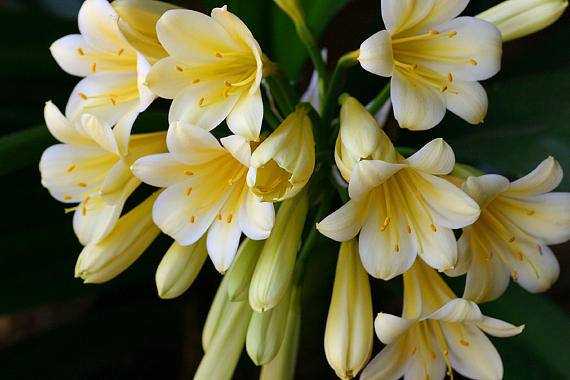 Oct 15. Creamy yellow Clivia