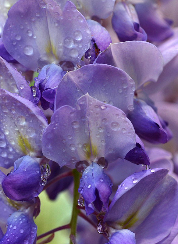 Wisteria after rain