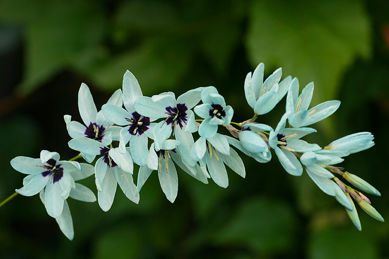 Oct 22. Wand flower