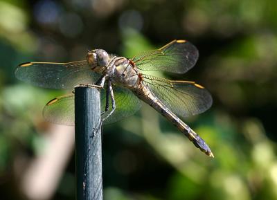 O. caledonicum (female) (Blue Skimmer)