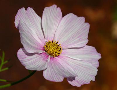 Cosmos